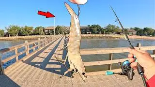 Fish Were Crushing Live Shrimp Around This Pier
