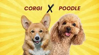 Corgi Poodle Mix &ndash; A Smart, Loyal, and Lovable Breed!
