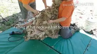 Shearing Ted the Teeswater