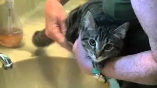 Gemma, the Paralyzed Cat/How to Express Bladder