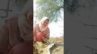 हरयाणा की देसी बहू ने  वीडियो  बाना ना छोड़ दिया सर्दीयों में वीडियो बनाना बंद करना पड़ेगा#tannu