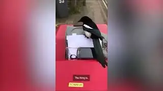 Funny moment postman is ambushed by a cheeky magpie who insists on helping deliver letters