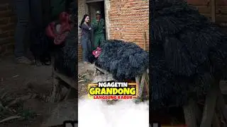 Prank GRANDONG yang lagi asik tidur dibangunin cewek Cantik pemberani