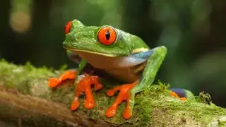 10 Extreme Animal Skills That Will Surprise You #animalfacts #animaldocumentary 3.16
