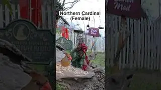 🐦 The Sweetest Visitor: Female Cardinal at the Firehouse Garden!