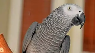 Missing Parrot Returns Home After Years Away, Surprises Owners By Speaking Spanish