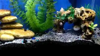 Figure 8 Puffer care and how to setup a tank that runs like a well oiled machine for years!