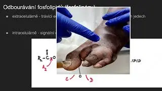 Biochemie 32  - Biosynt&eacute;za lipoidů na basi glycerolu a jejich odbour&aacute;n&iacute;