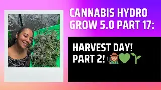 Cannabis Hydro Grow 5.0 Part 17: Harvest Day! 👩🏽&zwj;🌾💚🌱 (Northern Tropic, Pink Slurpee & Spicy Guava)