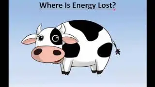 Energy Transfer in a Food Chain