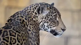 Palm Beach Zoo&rsquo;s &lsquo;Rhythm in the Wild&rsquo; brings live music, animal encounters, and nighttime magic
