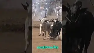 Bull Race In Pakistan 2023 #bullrace #bullrace2018 #bullrace2021 #bullrace2022 #bullracevideo