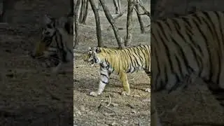 Roaring Fun Facts About Tigers!