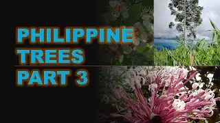 Philippine Trees