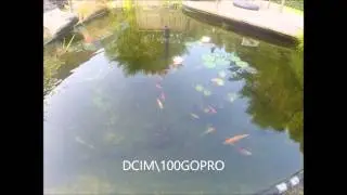 lelie bloeien  (lily blooming) timelapse