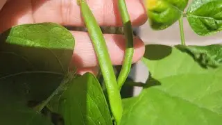 Horta em casa. Meu quintal está lindo. #Garden #hortaemcasa #hortaemvaso 