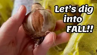 Fall Bulbs for Spring 2026!
