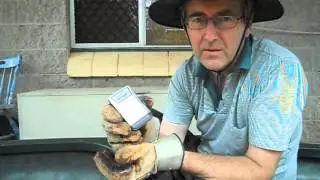 How to Catch Yellowbelly