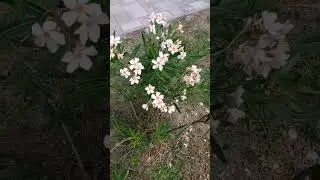 Олеандр в Абхазии растёт в открытом грунте. #олеандр