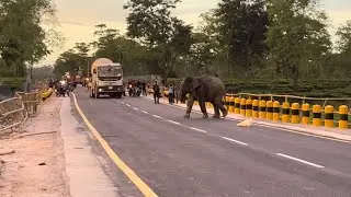 &ldquo;Elephant Crossing Road in Forest Area | Real Wildlife Moment&rdquo;