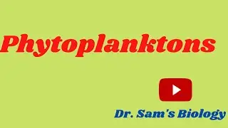 Phytoplanktons