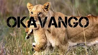 Document&aacute;rio: Os &Uacute;ltimos Le&otilde;es de Okavango - HD Dublado Discovery