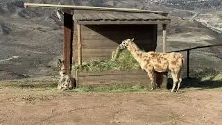 Tour of the Llama Pens - A Lone Juniper Ranch Cabin Trip Part 1