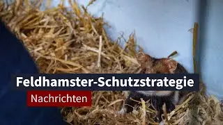 Rettungsstrategie f&uuml;r Feldhamster im Leipziger Zoo vorgestellt | LZ TV Nachrichten