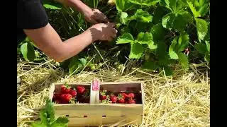 erdbeeren 2023