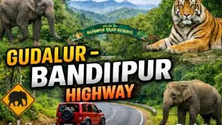 🚗 Gudalur &ndash; Bandipur Highway | Scenic Drive Through Western Ghats & Wildlife 🌄🐯
