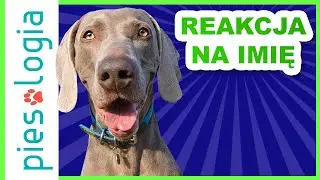 Jak nauczyć psa reakcji na imię?