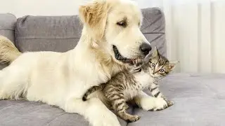 Golden Retriever Attacked by Cute Tiny Kitten