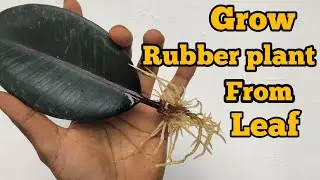How to grow Rubber plant from leaf|Rubber plant propagation in water and soil