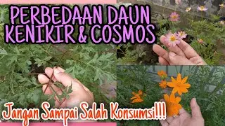Perbedaan Kenikir Dan Bunga Cosmos