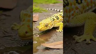 Beautiful Tokay Gecko on The Ground 🦎 #shorts  #reptiles #gecko #lizard