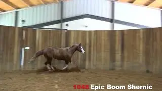 Hip No  1048   Epic Boom Shernic