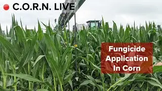 Vomitoxin in Corn