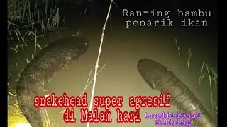Najur ikan gabus di malam hari sungguh sampe kwalahan capek strike tanpa henti.