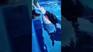 An orca mother was abused, and her calf was forcibly taken from her. #zoo  #wildlife  #captivity