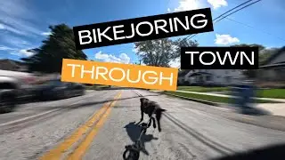 Bikejoring Through Town #husky #labrador #labradorretriever #dog #petlovers #cycling #neewa #mushing