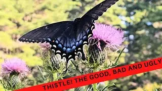 Thistles get a BAD RAP!   But, could they have a role in native garden's? Find out why!