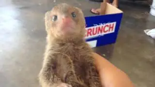 Meet Frankie the mongoose - Frankie Manuahi Kubota