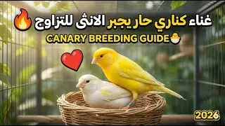 تغريد كناري للتسميع و تهييج الانات للتزاوج 1 - Canário cantando para atrair fêmeas para a reprodução