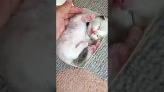 Hilarious Cat Hijinks