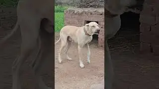 A gey new bully dog plz watch my vediow 