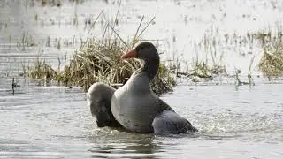 Greylag goose in slow motion I Sony FX-30