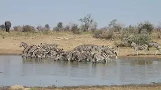 Kruger Oasis: Zebra Herd's Midday Drink with Elephant Elegance in the Background