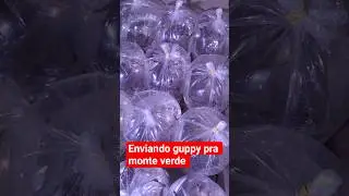 enviando guppy pra monte verde