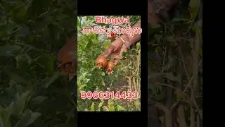 భగ్వా దానిమ్మ మొక్కలు 🌳 అధిక దిగుబడి &ndash; భారీ లాభాలు 💰