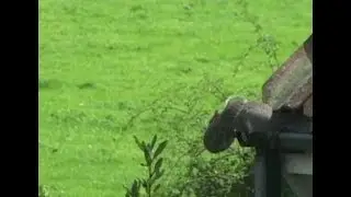 Squirrel Mum : Death defying leap carrying her baby!